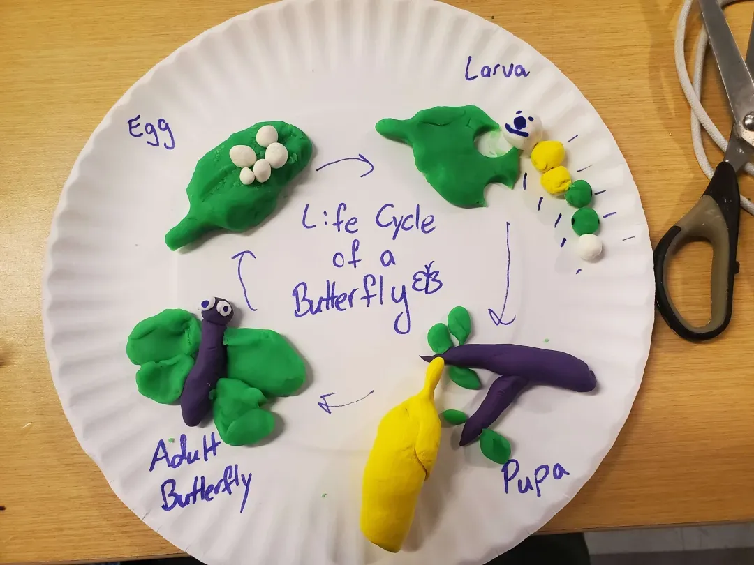 Butterfly Life Cycle
